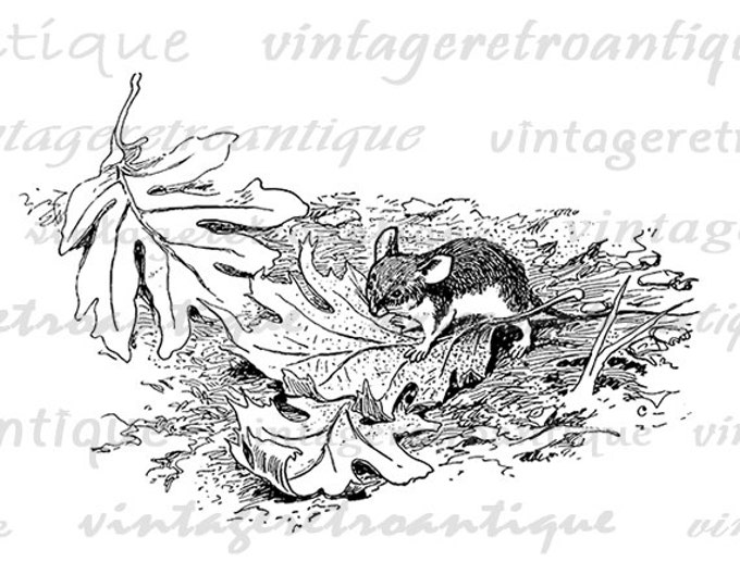 Digital Printable Little Mouse Download Graphic Image Artwork Vintage Clip Art Jpg Png Eps HQ 300dpi No.2177