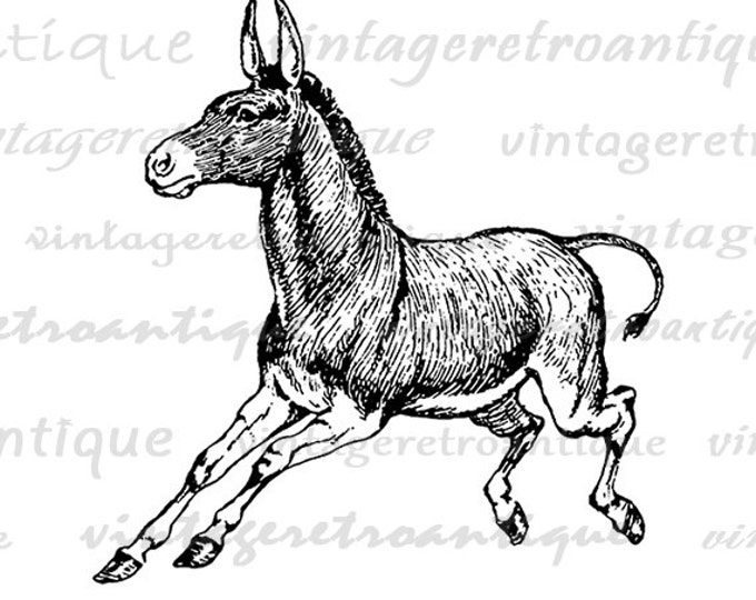 Donkey Graphic Printable Image Horse Digital Download Artwork Vintage Clip Art Jpg Png Eps HQ 300dpi No.782