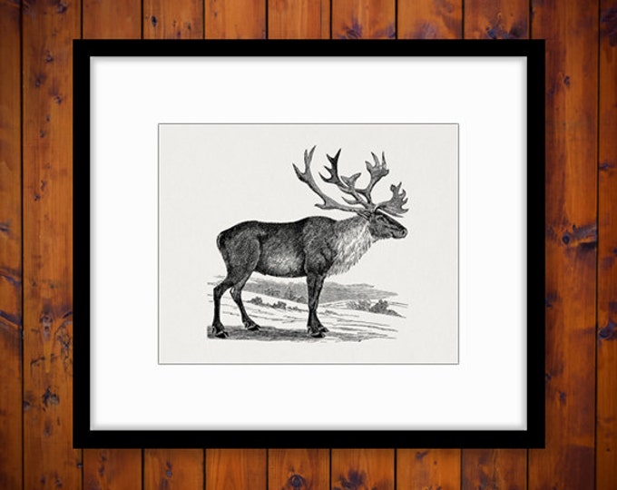 Digital Graphic Caribou Download Image Printable Artwork Vintage Clip Art Jpg Png Eps HQ 300dpi No.2204