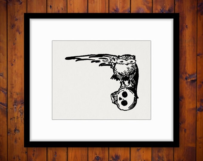 Digital Image Owl and Skull Download Printable Graphic Artwork Antique Clip Art Jpg Png Eps HQ 300dpi No.2899