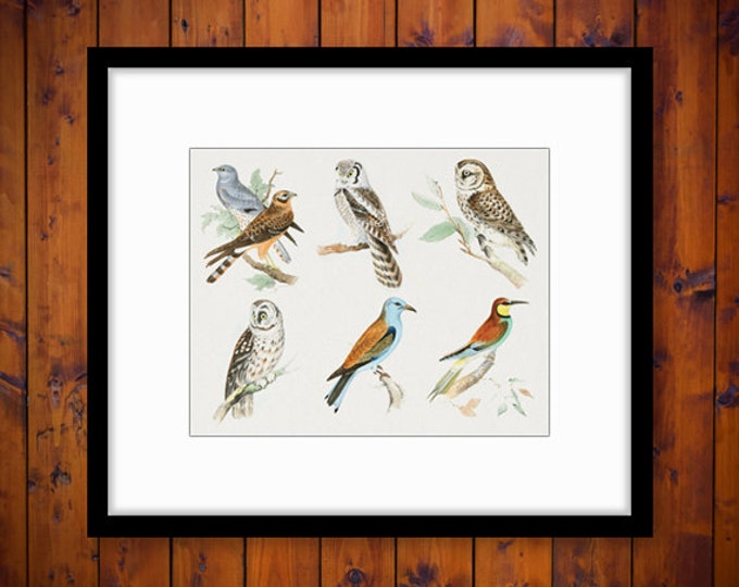 Assorted Birds Collage Sheet Color Digital Graphic Image Printable Download Antique Clip Art HQ 300dpi No.484