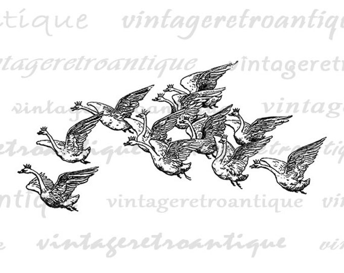 Printable Image Flying Geese with Crowns Graphic Bird Illustration Download Digital Jpg Png Eps HQ 300dpi No.3790