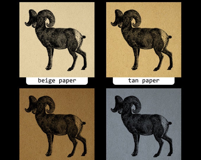 Printable Big Horn Sheep Graphic Digital Download Image Illustration Vintage Clip Art Jpg Png Eps HQ 300dpi No.2559