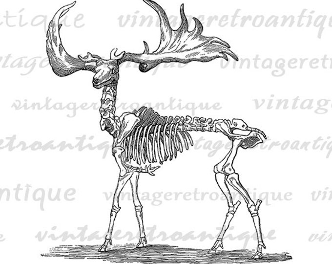 Printable Image Deer Skeleton Graphic Download Digital Artwork Jpg Png Eps HQ 300dpi No.2858