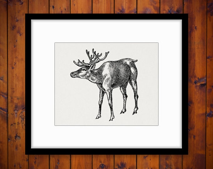 Deer Image Graphic Download Antique Printable Digital Vintage Clip Art Jpg Png Eps HQ 300dpi No.272