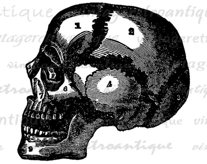 Skull Graphic Antique Printable Medical Diagram Digital Image Vintage Clip Art Jpg Png Eps HQ 300dpi No.122