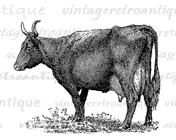 Printable Devon Cow Digital Graphic Farm Animal Image Download Antique Clip Art Jpg Png Eps HQ 300dpi No.3515