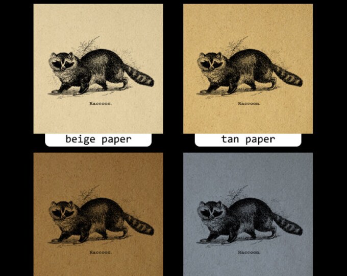 Printable Raccoon Graphic Digital Antique Illustration Download Image Vintage Clip Art Jpg Png Eps HQ 300dpi No.643