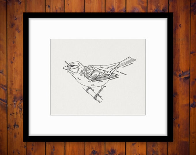 Digital Bird Diagram Image Graphic Illustration Printable Download Antique Clip Art Jpg Png Eps HQ 300dpi No.880