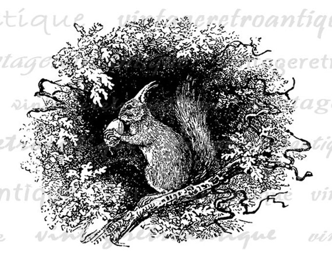 Printable Image Squirrel with Acorn Digital Download Illustration Graphic Vintage Clip Art for Transfers Printing etc HQ 300dpi No.2701