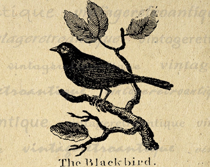 Blackbird Printable Graphic Image Antique Illustration Digital Bird Download Vintage Clip Art Jpg Png Eps HQ 300dpi No.855