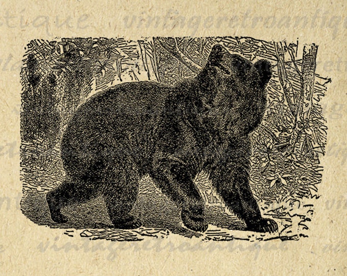 Digital Graphic Black Bear Image Printable Download Artwork Antique Clip Art Jpg Png Eps HQ 300dpi No.2645