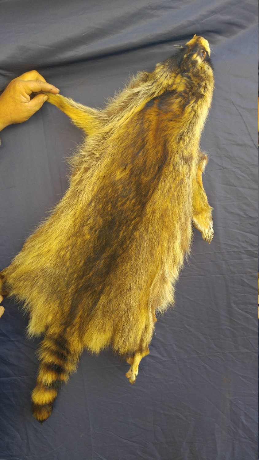 1 real animal tanned raccoon hides skin pelt hide fur rug taxidermy ...