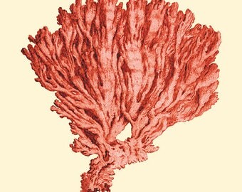 Sea coral art print vintage Nautical art print beach art Sea art print Ocean Decor Natural History art Home decor wall art ocean art print