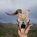 Real Ram Skull Natural Animal Skull Outdoor Gothic Decor