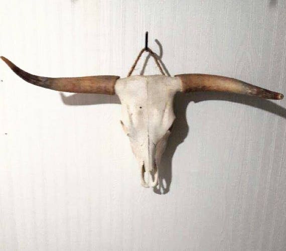 Items similar to Scottish Highland Cattle Skull on Etsy