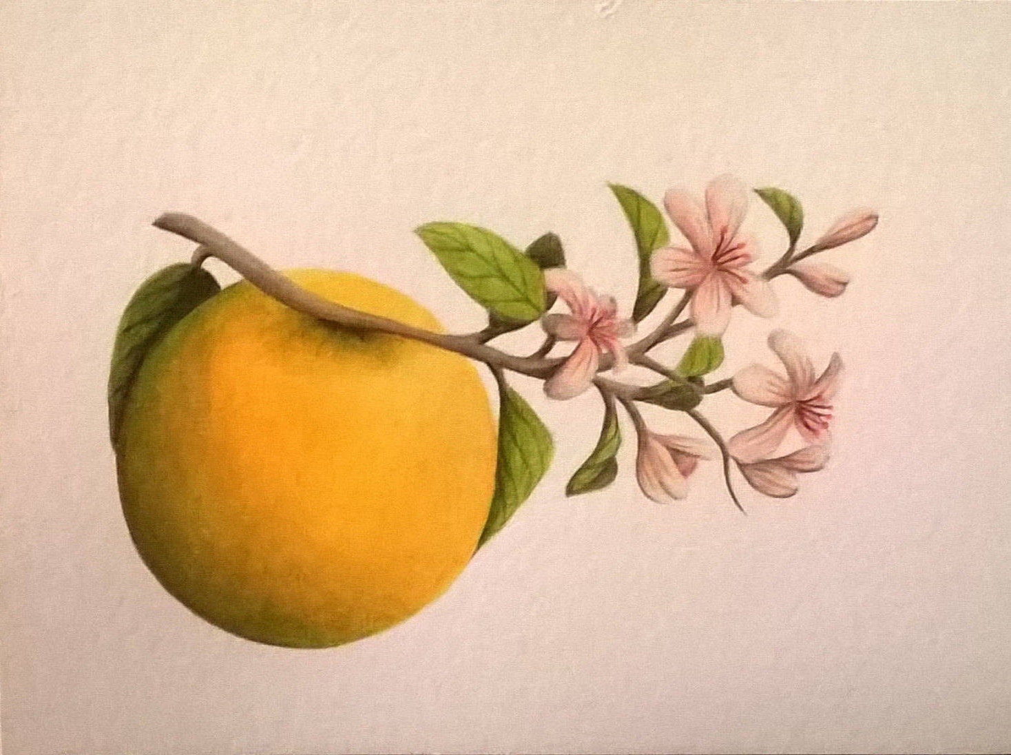 Orange Blossoms Watercolor Original 6x8 Botanical Illustration