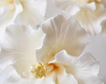 Beautiful White Hibiscus, Qty. 20 seeds