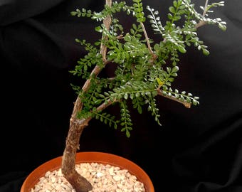Operculicarya decaryi #51 - African Succulent 6" Pot * Succulent Plant * Bonsai Tree * Unusual Succulent * Tiny Delicate Leaves * Beautiful!