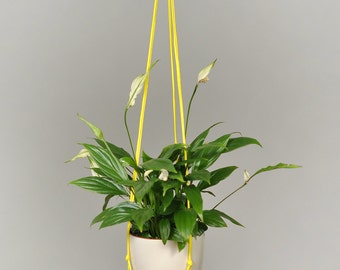 Modern Macrame Plant Hanger / Hanging Planter / Plant Holder / plant / planter / indoor planter / hanging plant / office decor / Yellow
