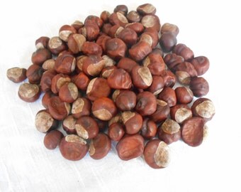 Real Horse Chestnuts Buckeyes Natural Craft Supply