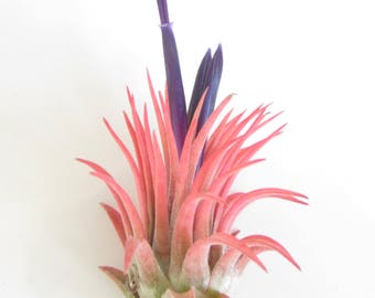 Ionantha Rubra Air Plant-Tillandsia Air Plants-Terrarium Air Plants-Terrarium Supplies-Home Decor-Beach Wedding Decor-Terrarium Plants
