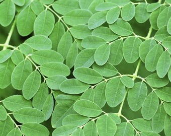 Moringa Seeds - Moringa oleifera - 50+ seeds!