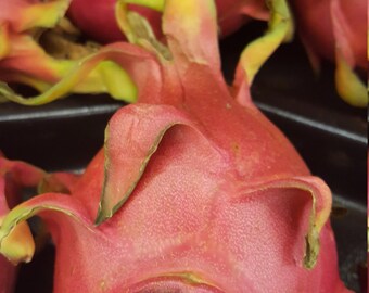3 live Dragon Fruit cuttings - 6- 8 inches - free Shipping