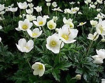 Anenome sylvestris 1 Gallon, live plant, spring blooming white, deer resistant, cottage, anemone, japanese, container, landscape, garden