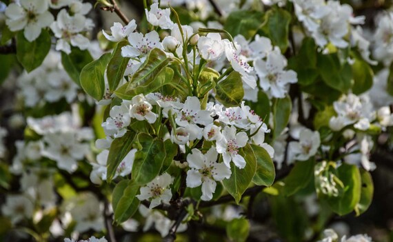 Nature, "Spring Blossom", Nature Photography, Spring, Flowers, WIld flowers, Fine Art Photography, Spring Blossom, Wall Decor, Wall Art