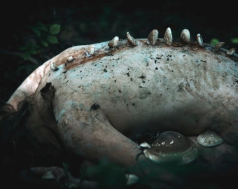 Postcard art photography - "Piptoporus betulinus"
