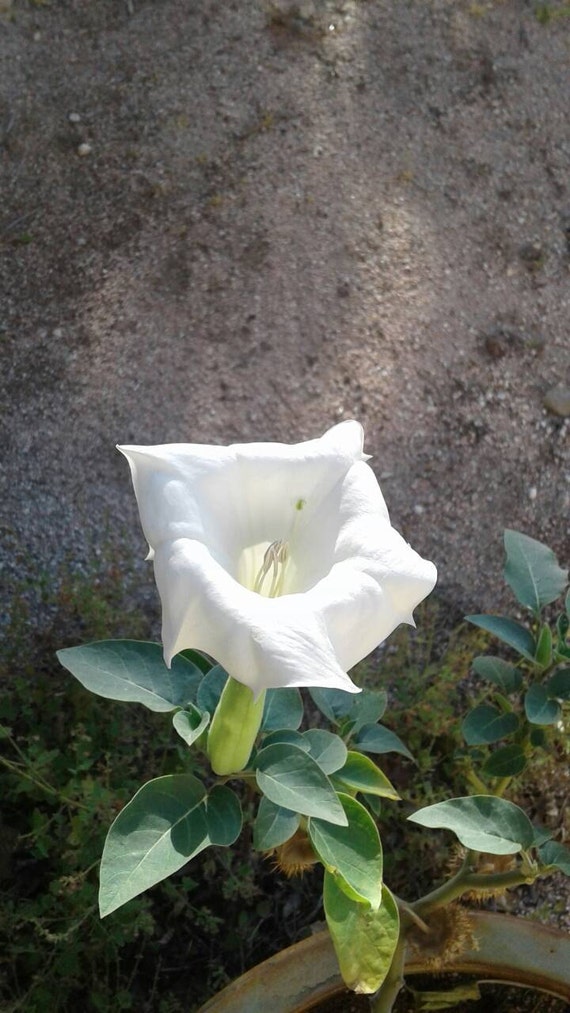 Datura Inoxia Seeds / Devil's Trumpet / Moonflower