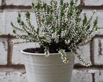 Plant pot *Made to order* Handmade ceramic windowsill herb pot. hand crafted pottery with a white speckled stoneware glaze