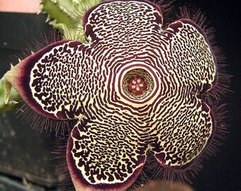Edithcolea grandis (Kenia) / 5 seeds (Persian Carpet Flower)