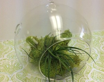 Hanging Terrarium Globe 5" Glass