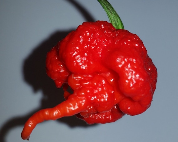 ghost pepper vs carolina reaper ghost pepper vs carolina reaper