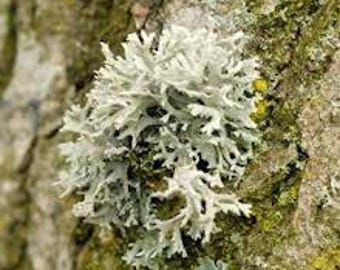Oakmoss Absolute (Evernia prunastri)