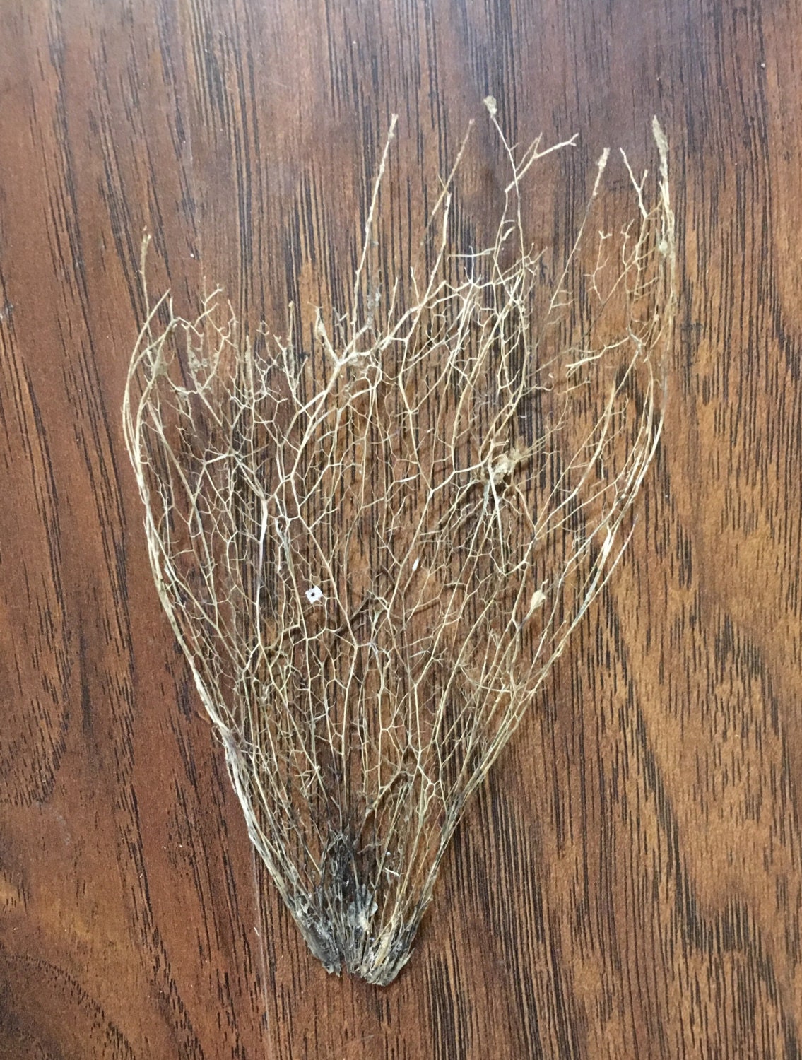 Prickly Pear Cactus Skeleton natural organic wood cactus