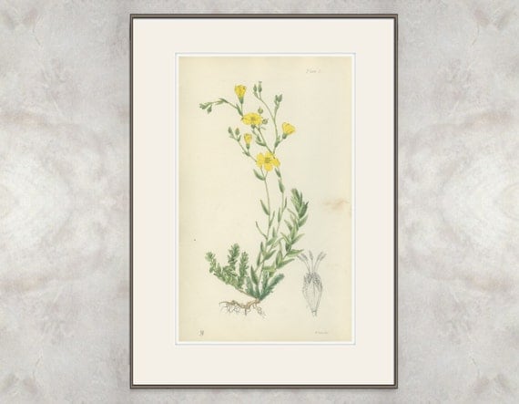 Yellow Sea Flax, Rare Antique Print, Linum Maritimum, 1871/5