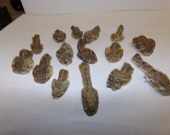 20 real animal taxidermy rattle snake head mount reptile part fang teeth diamond back