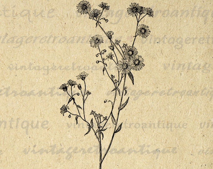 Printable Image Wild Daisy Flower Graphic Wildflower Digital Download Printable Flower Art Antique Clip Art Jpg Png Eps HQ 300dpi No.2802
