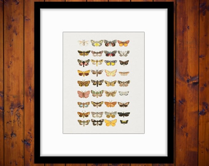 Printable Butterflies and Moths Collage Sheet Image Graphic Download Color Illustrations Digital Antique Clip Art HQ 300dpi No.3874