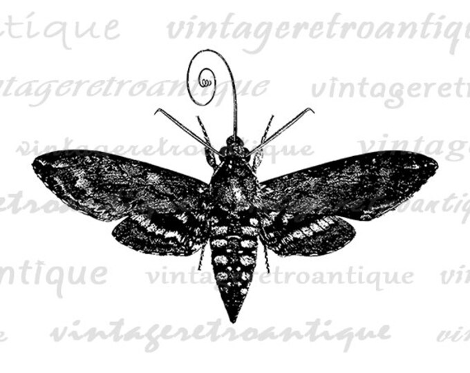 Hawk Moth Printable Image Graphic Insect Illustration Digital Download Vintage Clip Art Jpg Png Eps HQ 300dpi No.3432