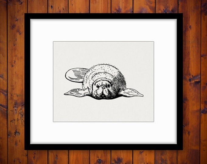 Printable Digital Manatee Download Ocean Graphic Sea Animal Image Vintage Clip Art Jpg Png Eps HQ 300dpi No.3626