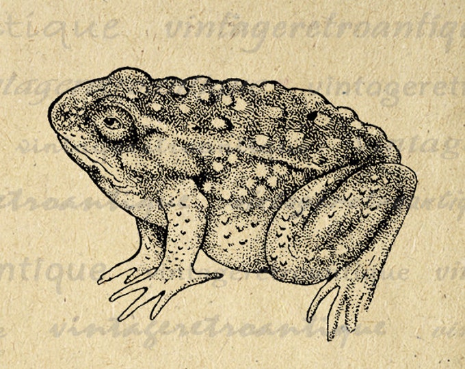 Frog Printable Graphic Digital Antique Image Download Vintage Clip Art Jpg Png Eps HQ 300dpi No.687