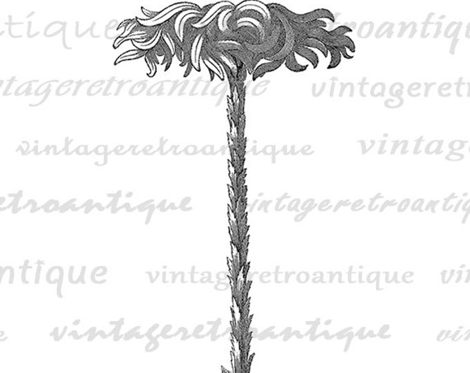 Antique Tree Printable Digital Graphic Download Illustration Image Vintage Clip Art Jpg Png Eps HQ 300dpi No.729