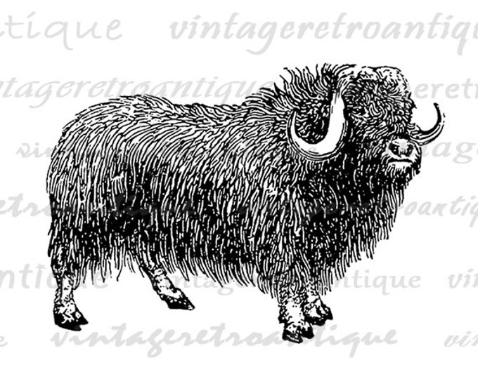 Printable Musk Ox Digital Graphic Animal Image Download Illustration Vintage Clip Art Jpg Png Eps HQ 300dpi No.4055