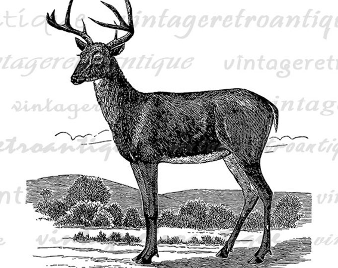 Antique Deer Graphic Digital Printable Image Deer Illustration Download Vintage Clip Art Jpg Png Eps HQ 300dpi No.2201