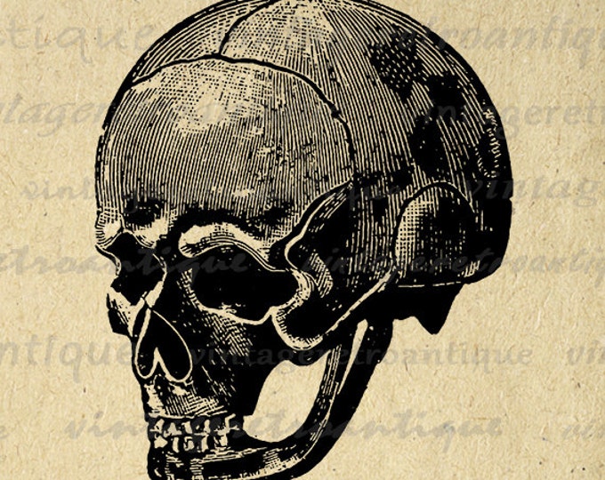 Digital Graphic Skull Image Illustration Download Antique Printable Vintage Clip Art Jpg Png Eps HQ 300dpi No.1348