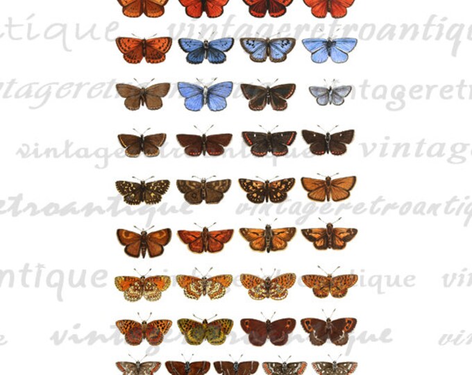 Printable Image Butterfly Collage Sheet Download Color Digital Graphic Vintage Clip Art HQ 300dpi No.3912